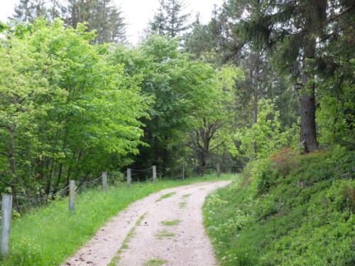 DSCF2466